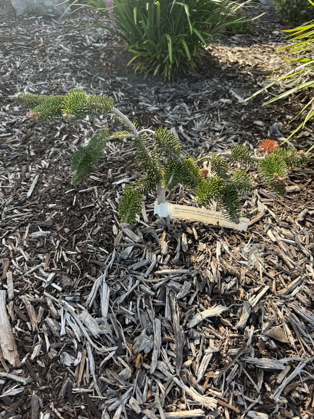 Meyer's Dwarf