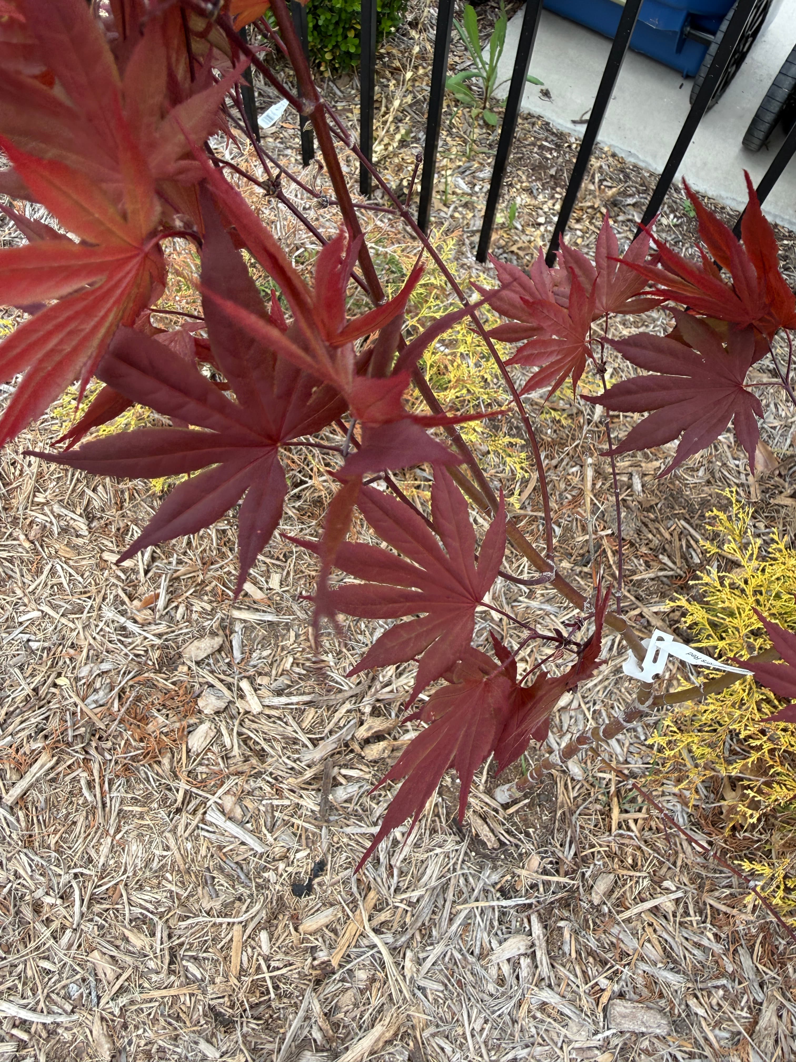 Hefner's Red