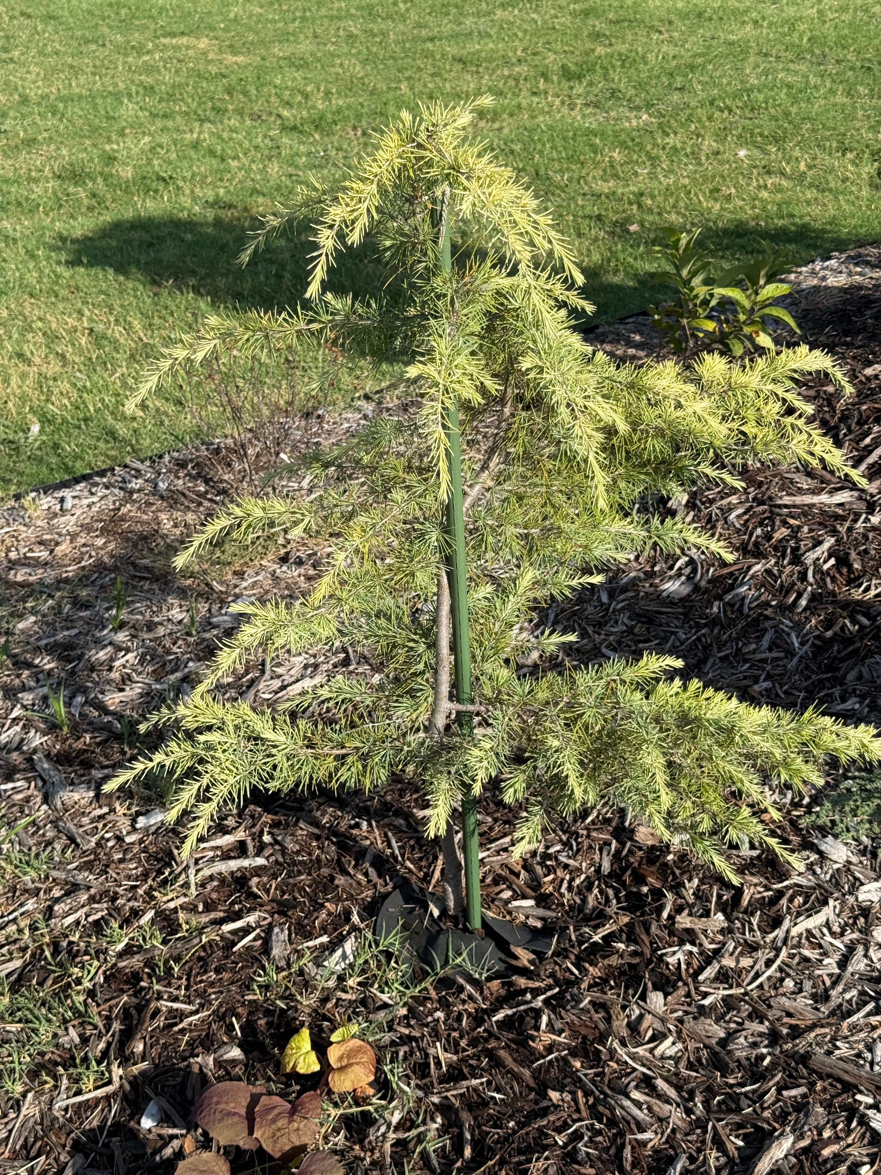 Deep mulch bed around a young golden Deodar Cedar
