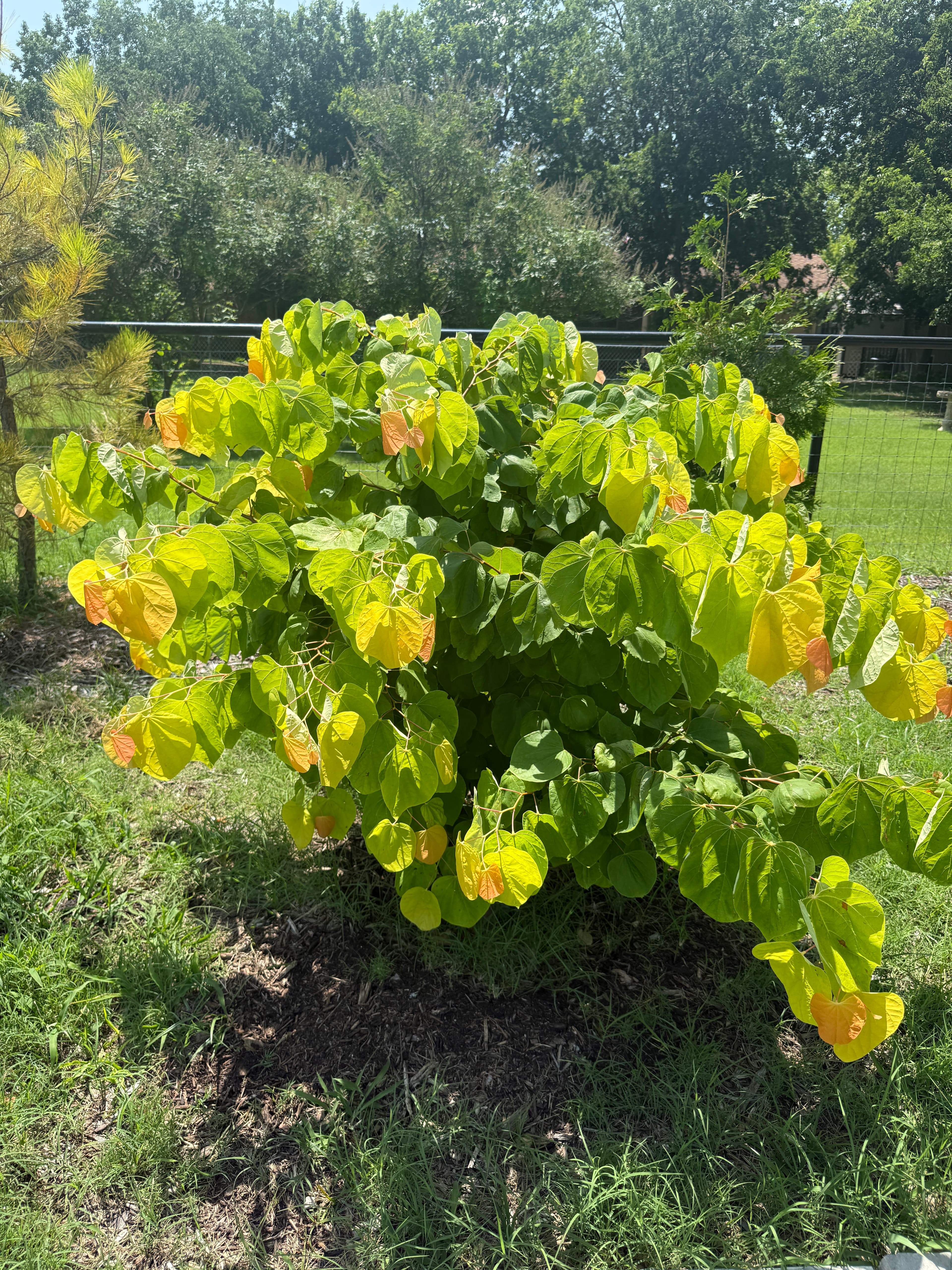 Cercis Canadensis The Rising Sun