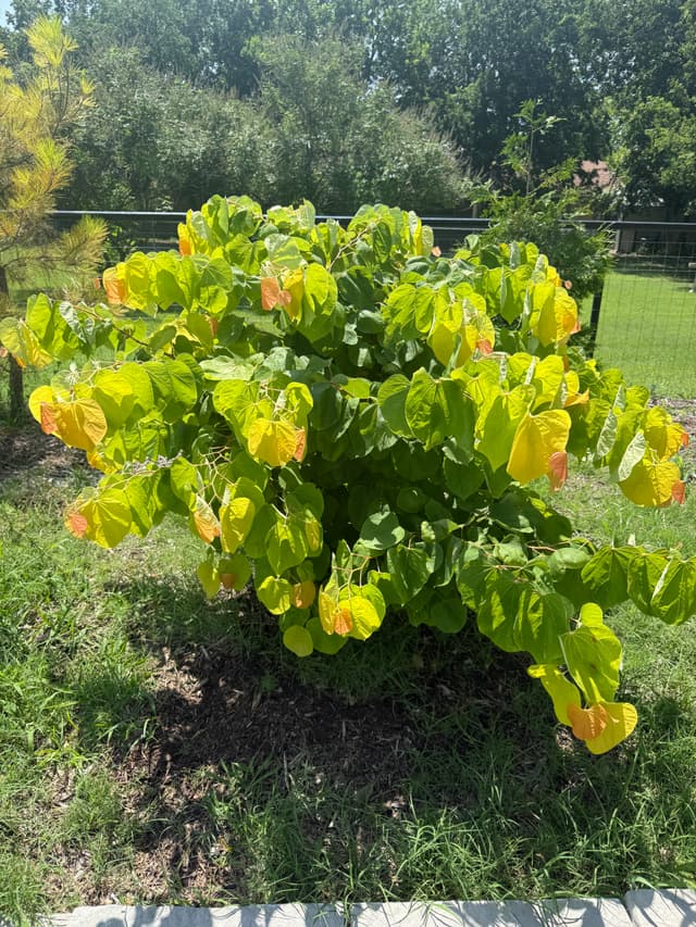 Cercis Canadensis The Rising Sun - view 3