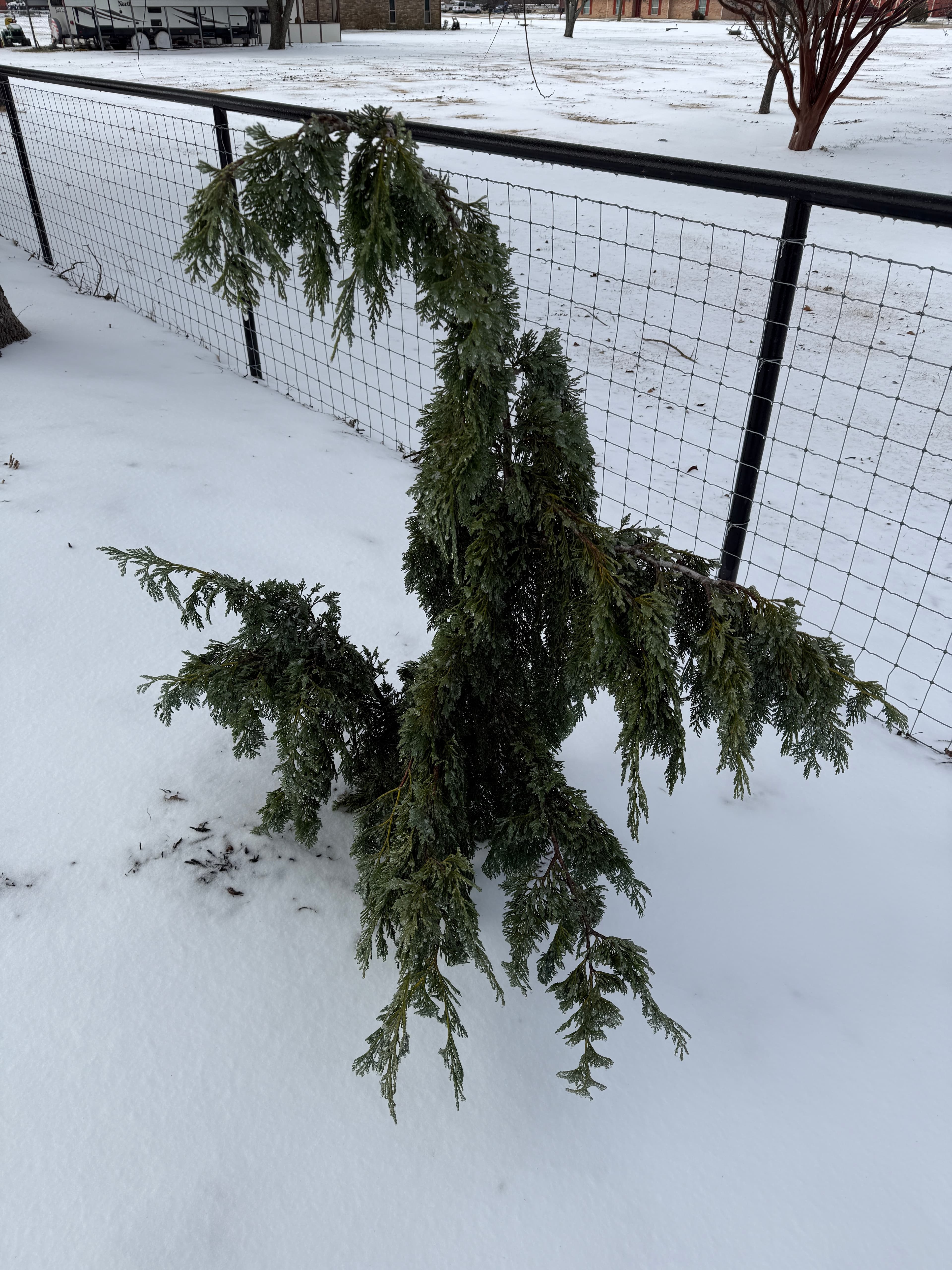 Glauca Pendula