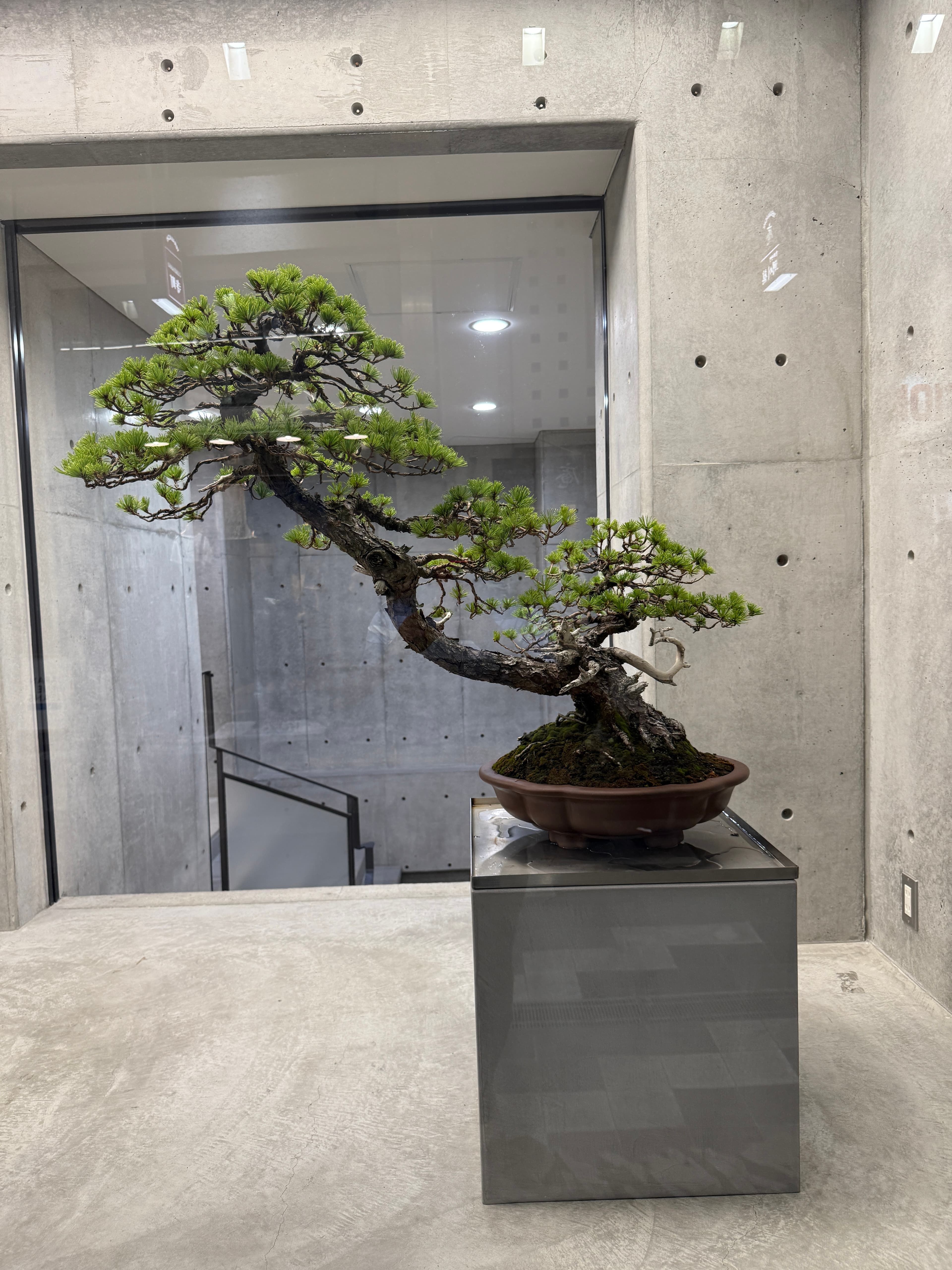 Healthy foliage after treatment