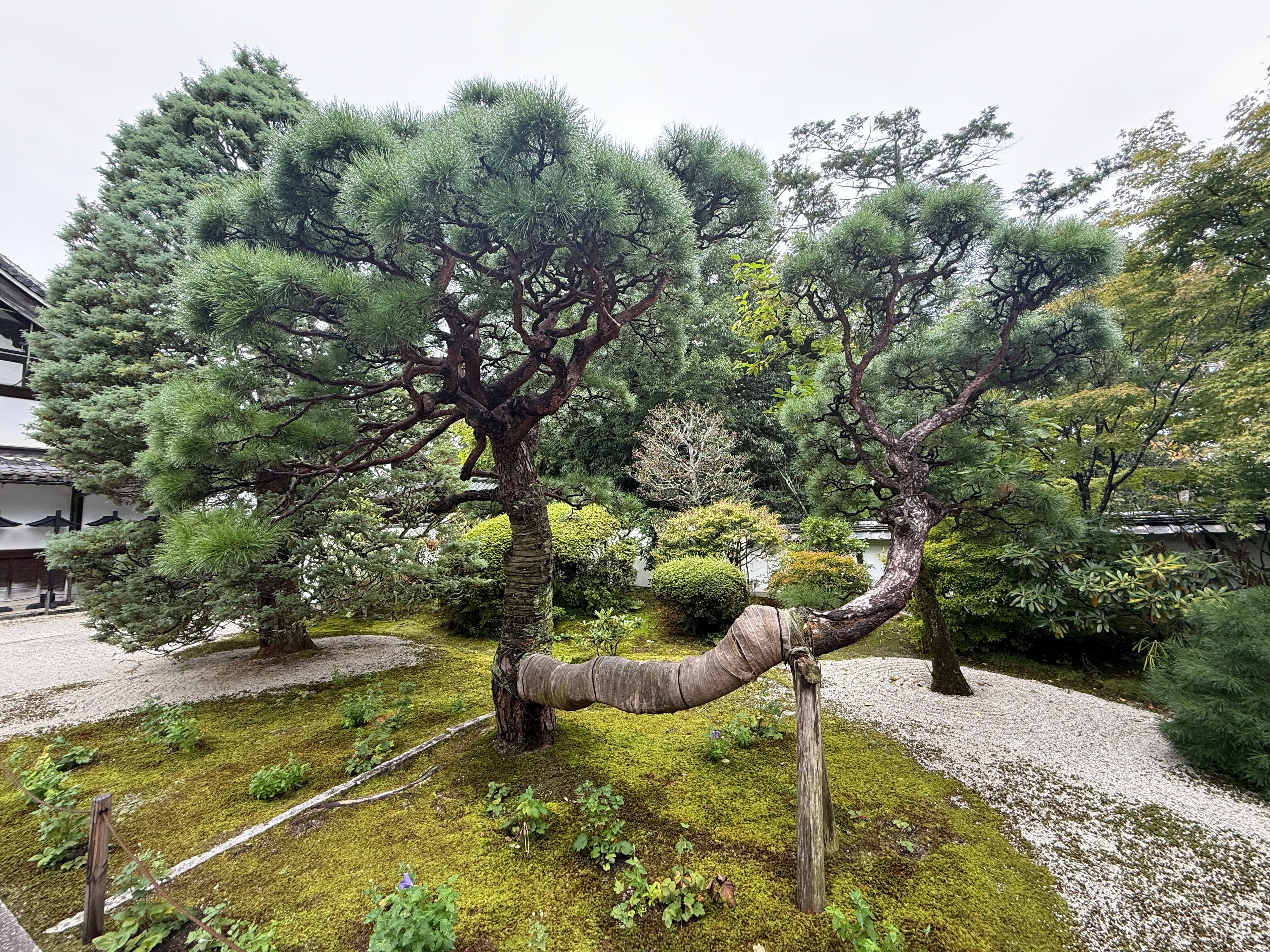 North-facing sheltered planting area