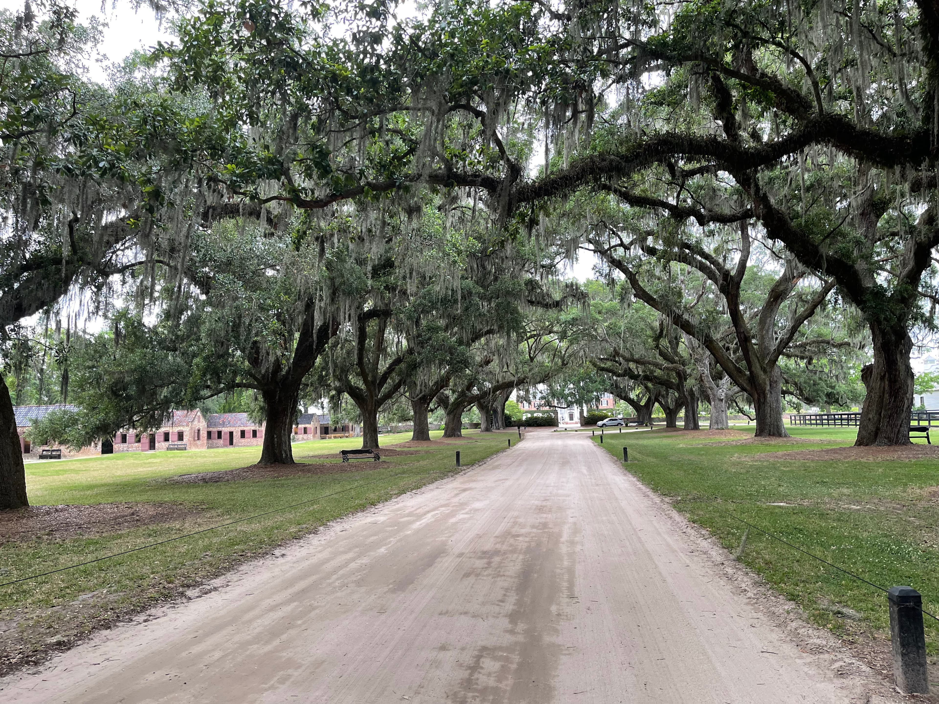 Live oak allee draped in Spanish moss along a historic estate drive