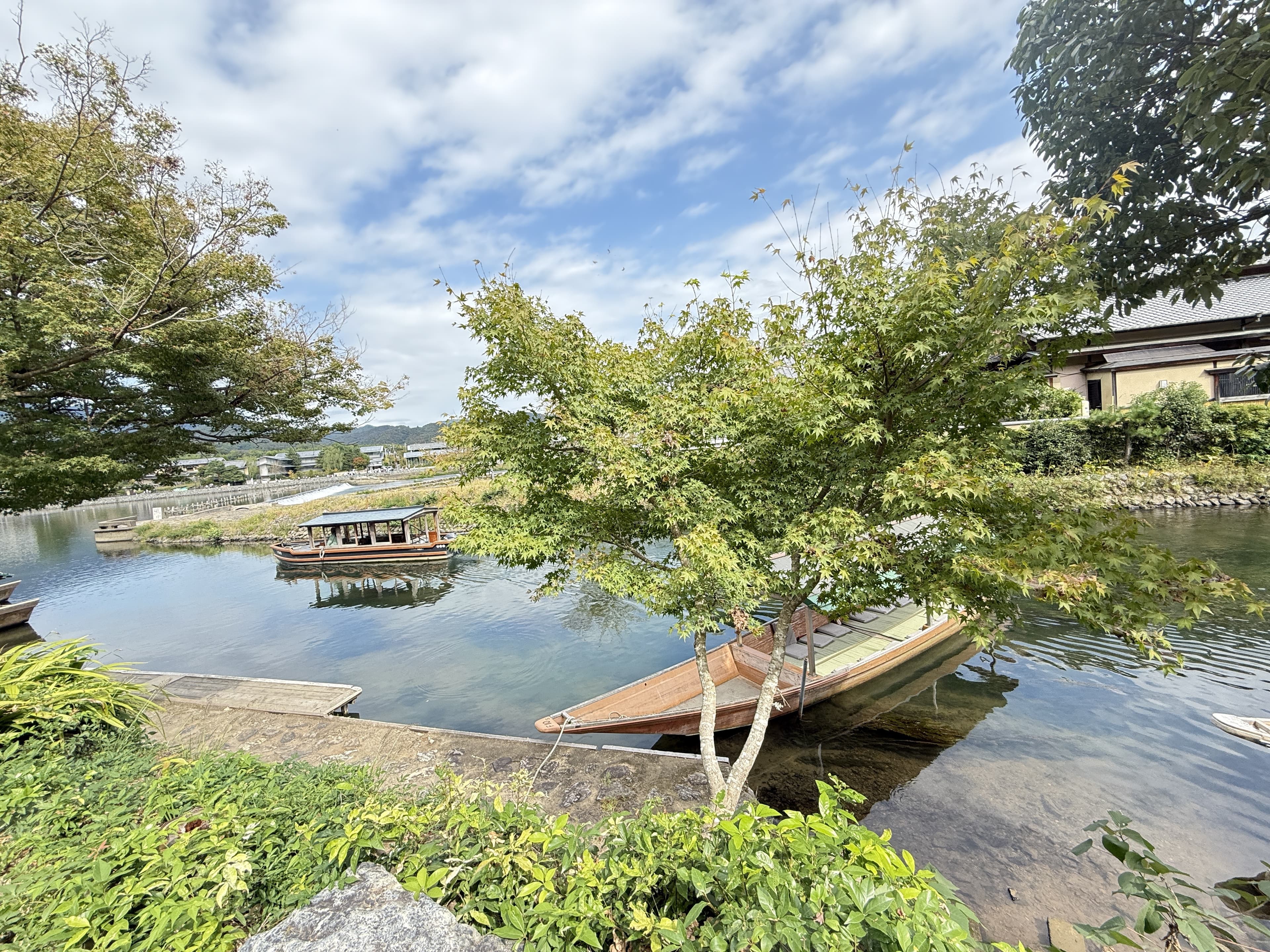 Traditional wooden boats moored on a river beneath maple trees