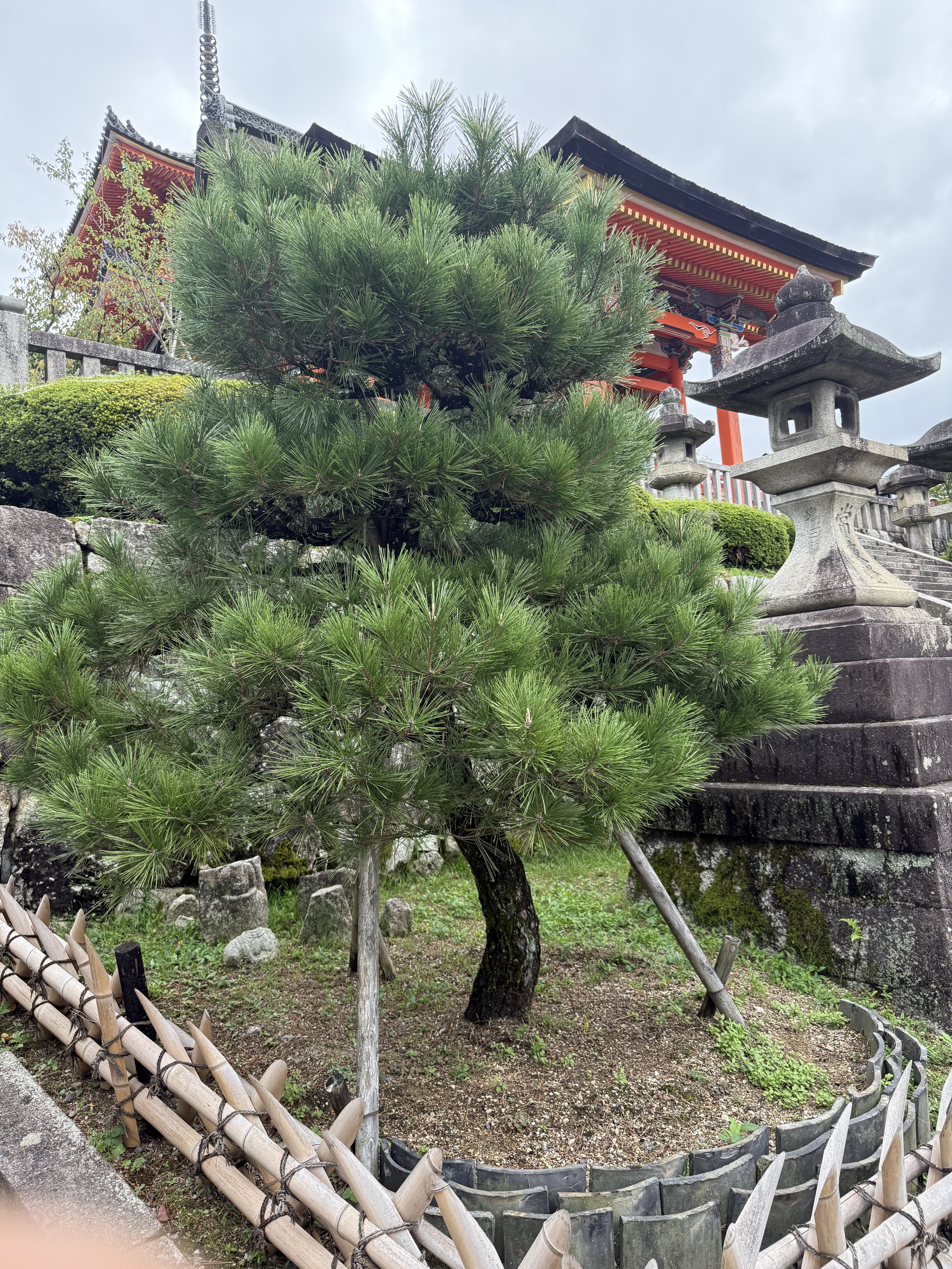 Cloud-pruned pines beside a stone lantern and temple gate