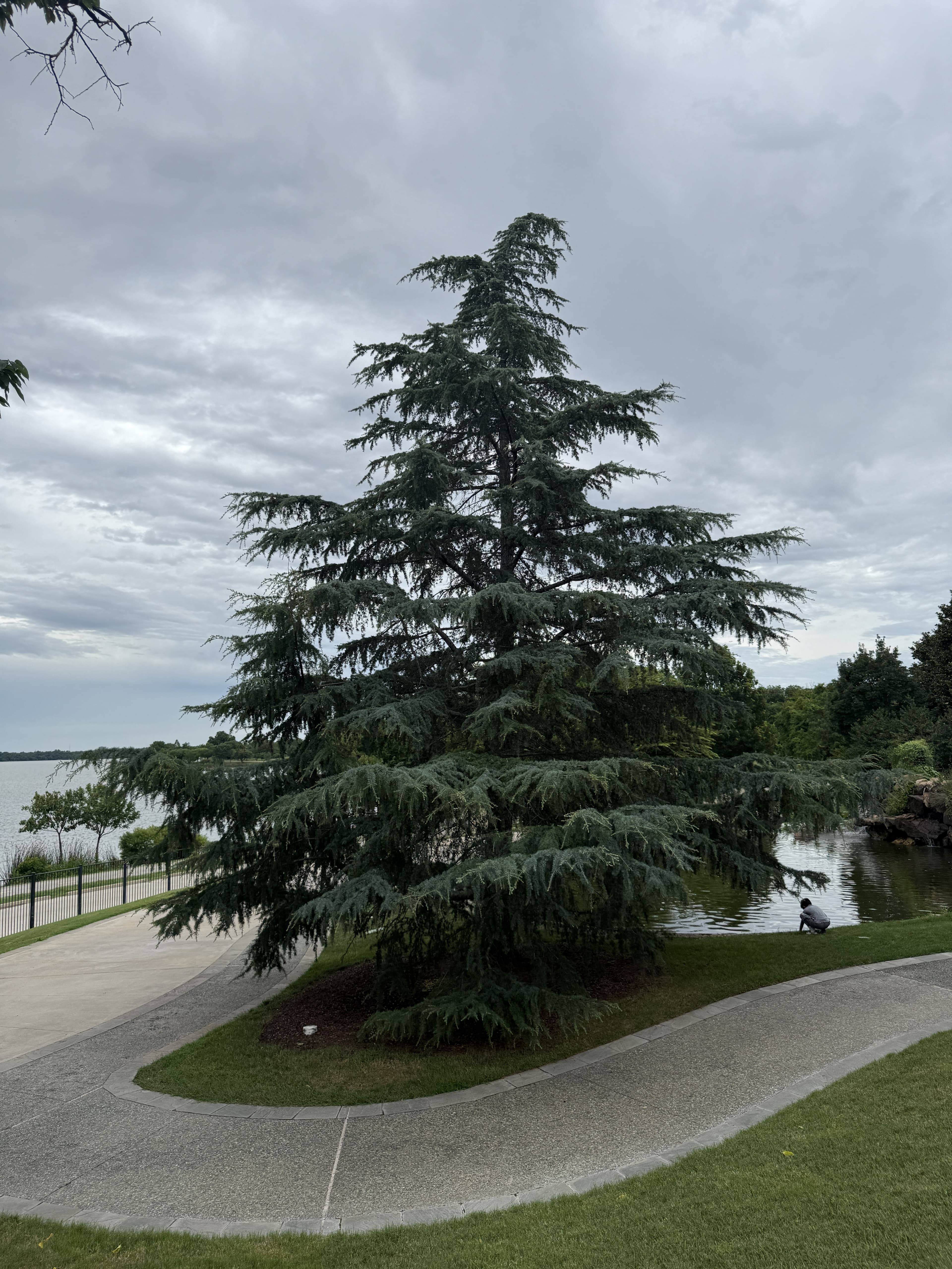A row of mature weeping Deodar Cedars along a lakeside path