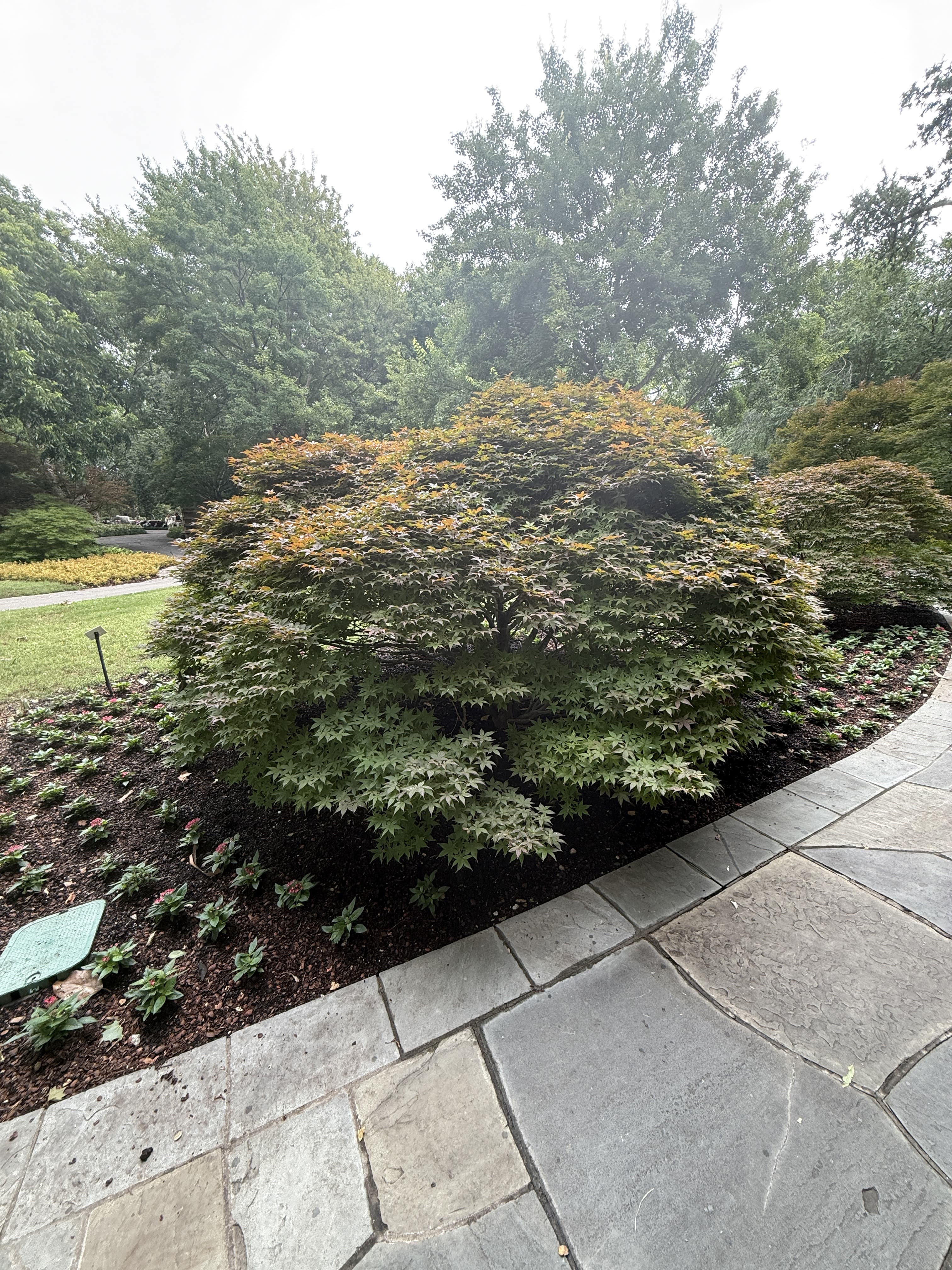 A weeping laceleaf Japanese maple in a stone-edged garden bed