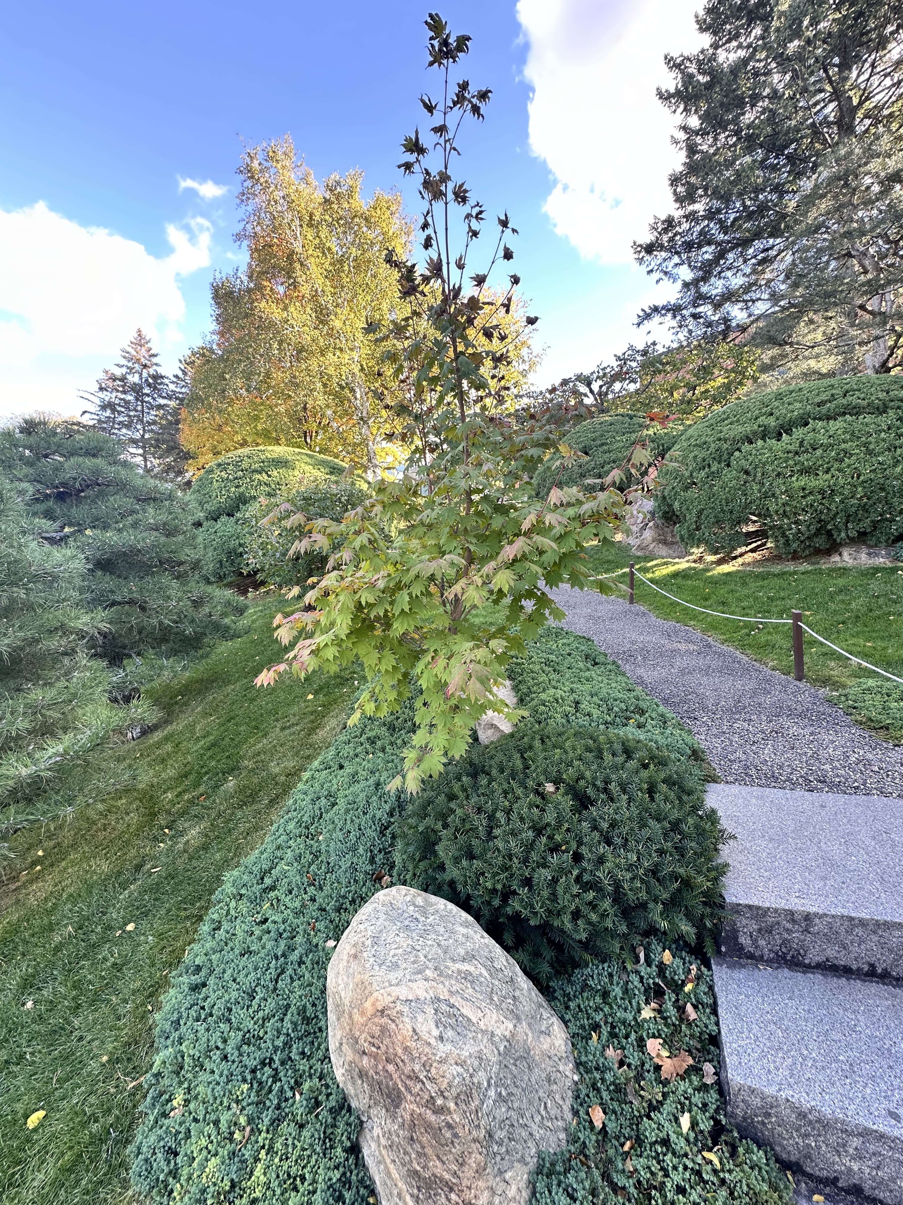A young maple among mounded conifers beside a gravel garden path