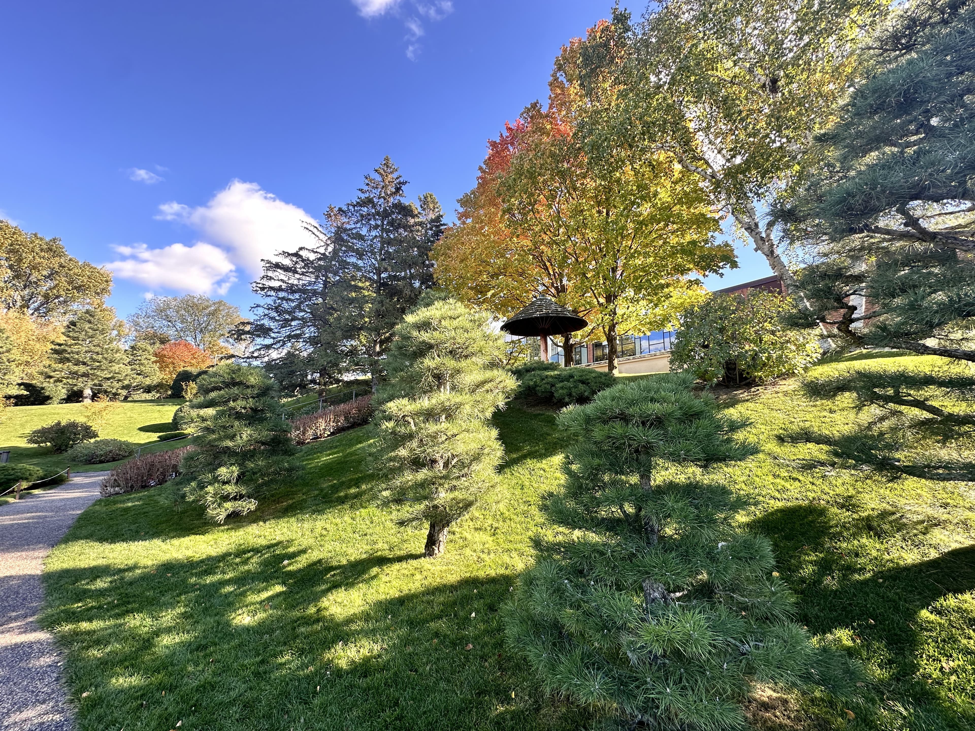 Cloud-pruned pines on a hillside overlooking a garden pavilion