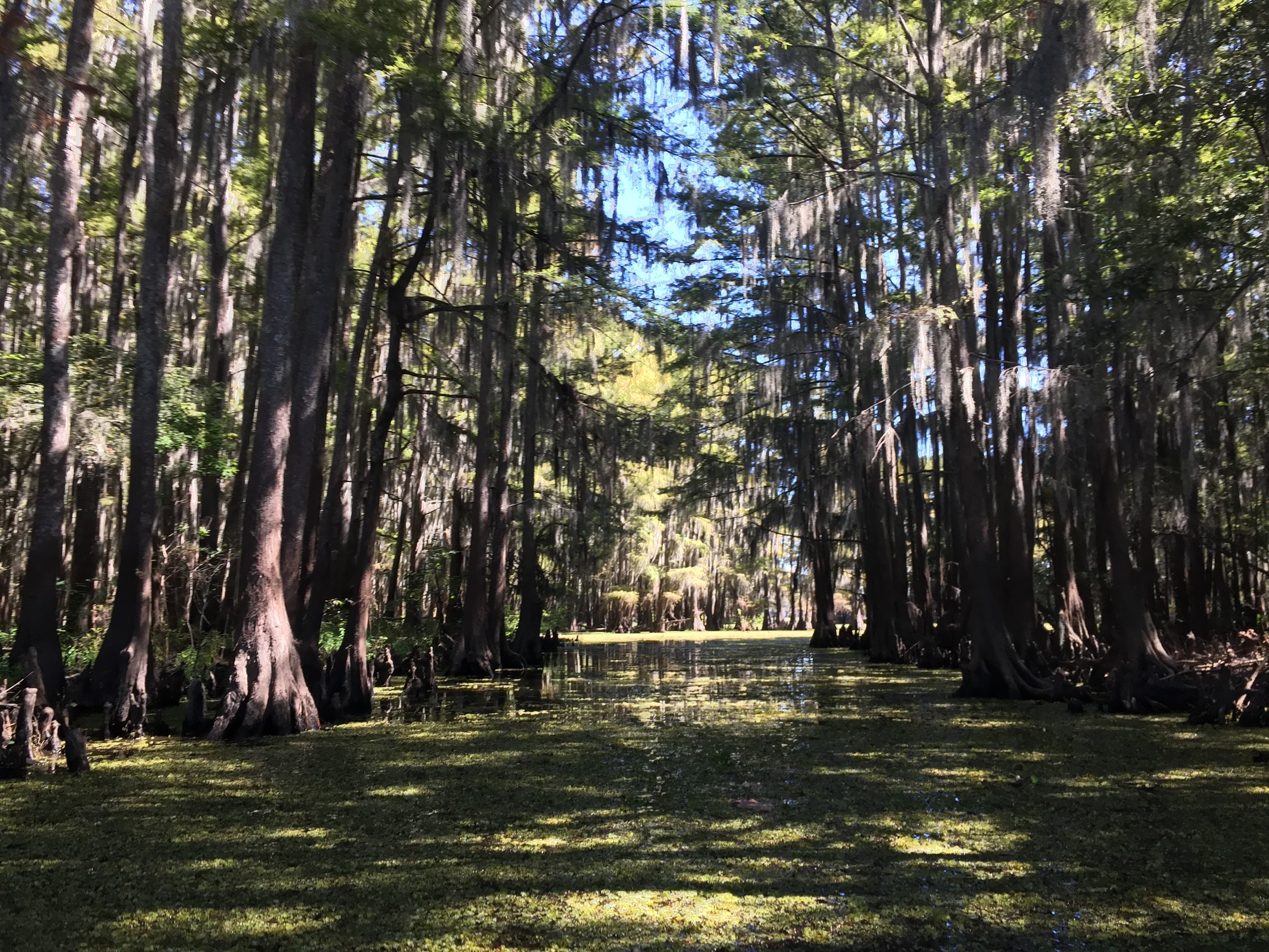 Serene lake with water-reflected cypress trees and Spanish moss