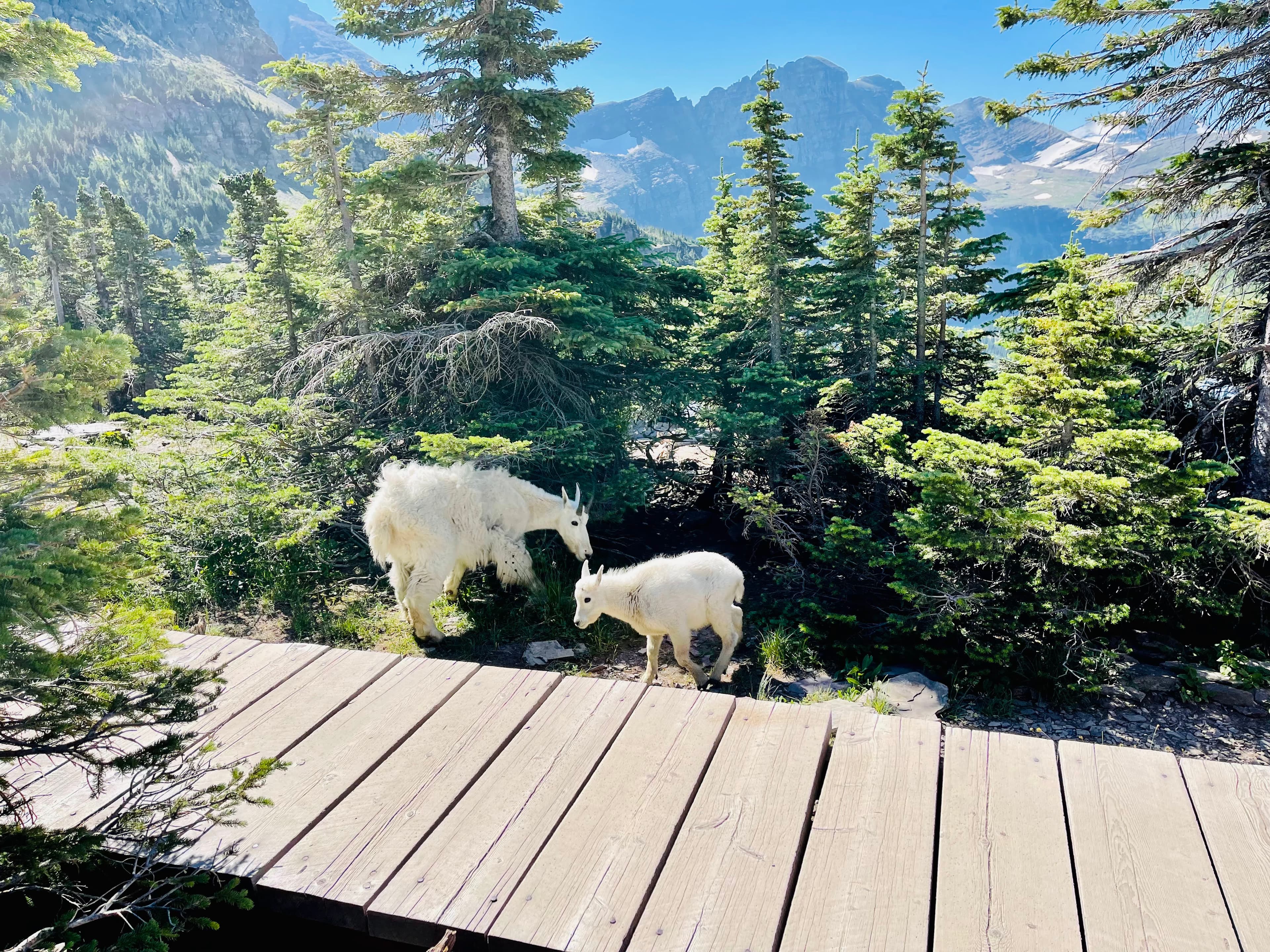 Alpine wilderness with jagged peaks and mountain terrain