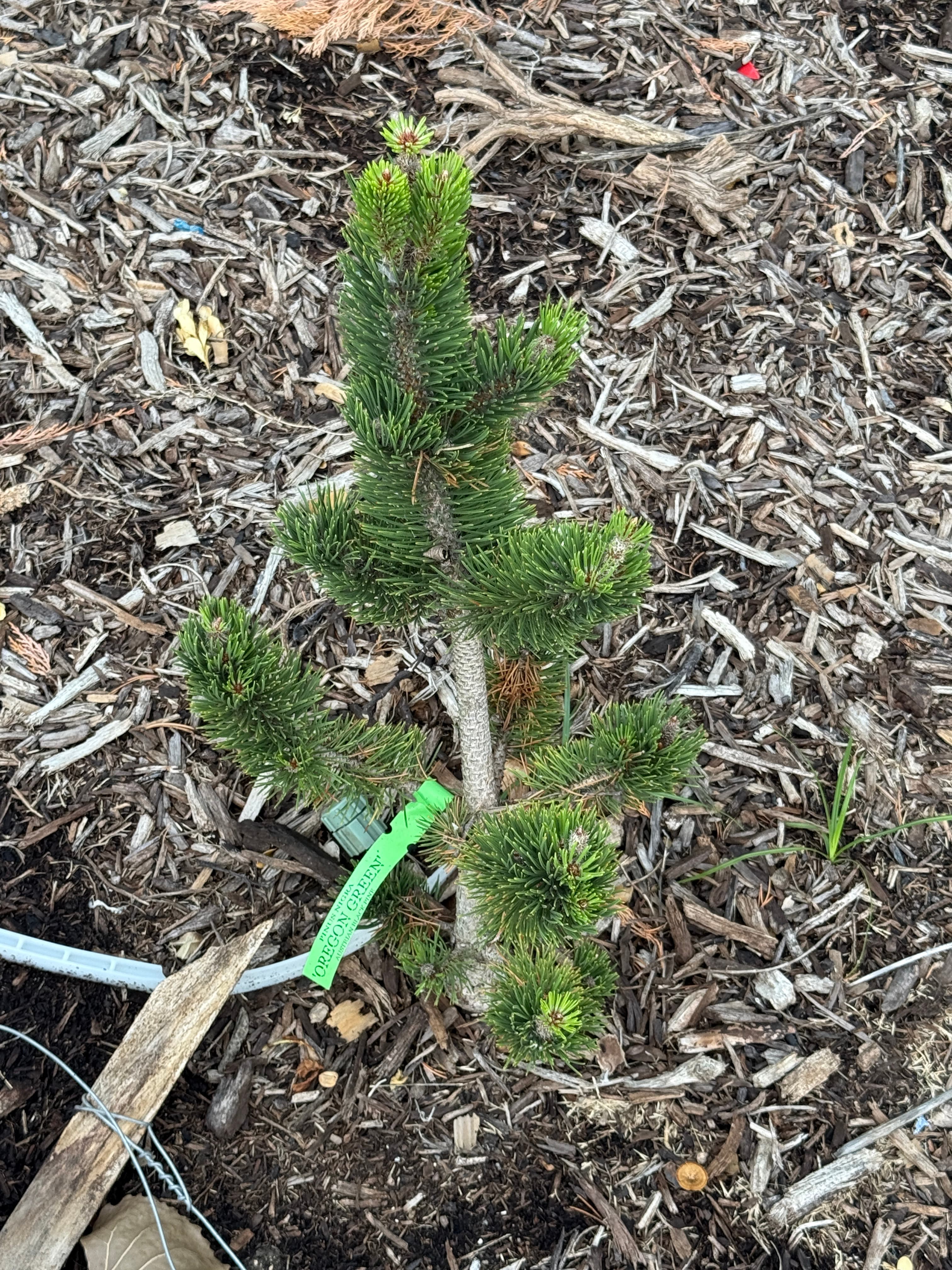 Oregon Green