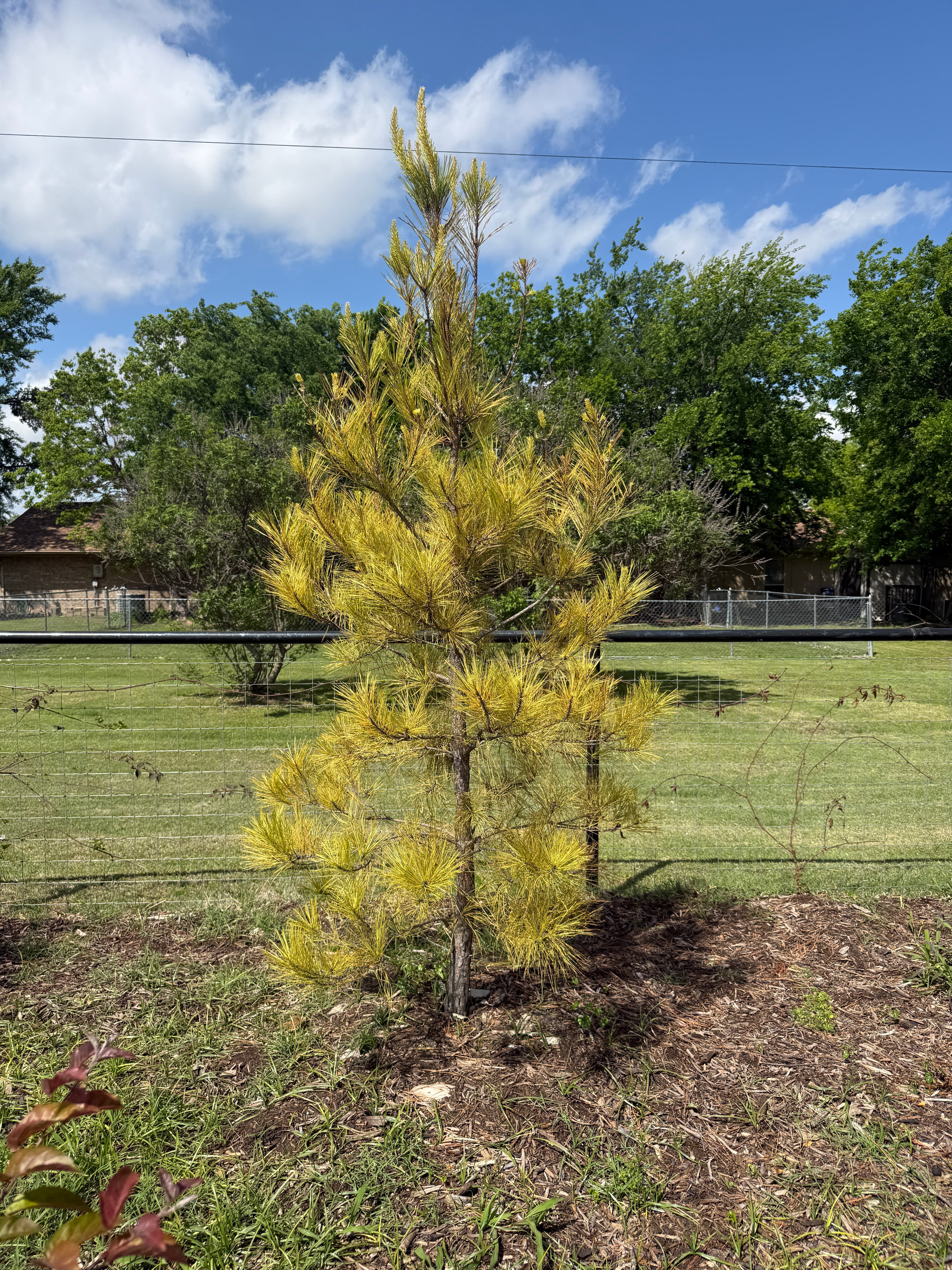 Loblolly Pine