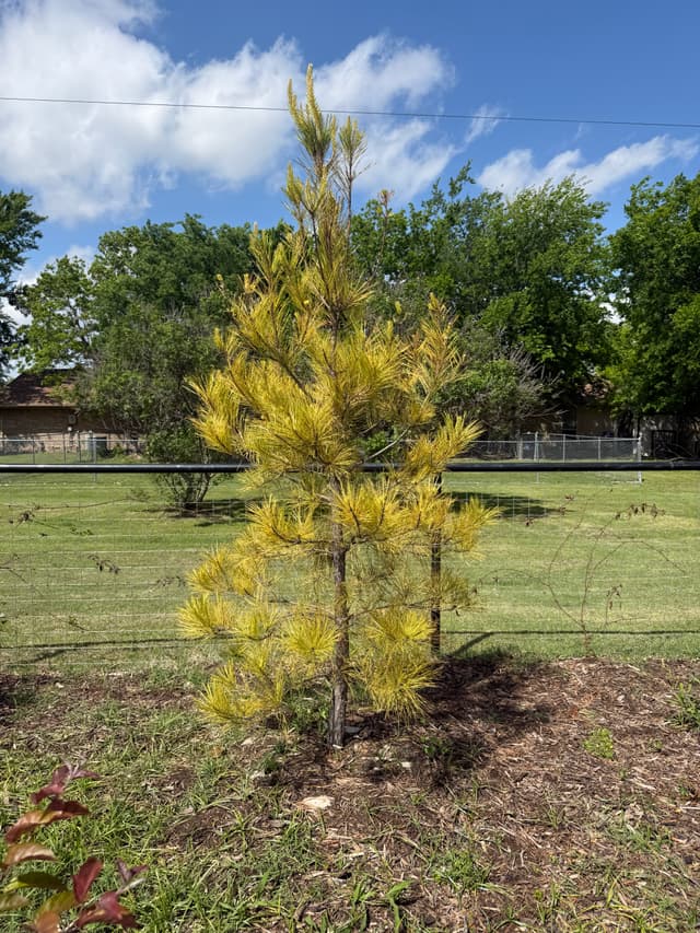 Loblolly Pine - view 1