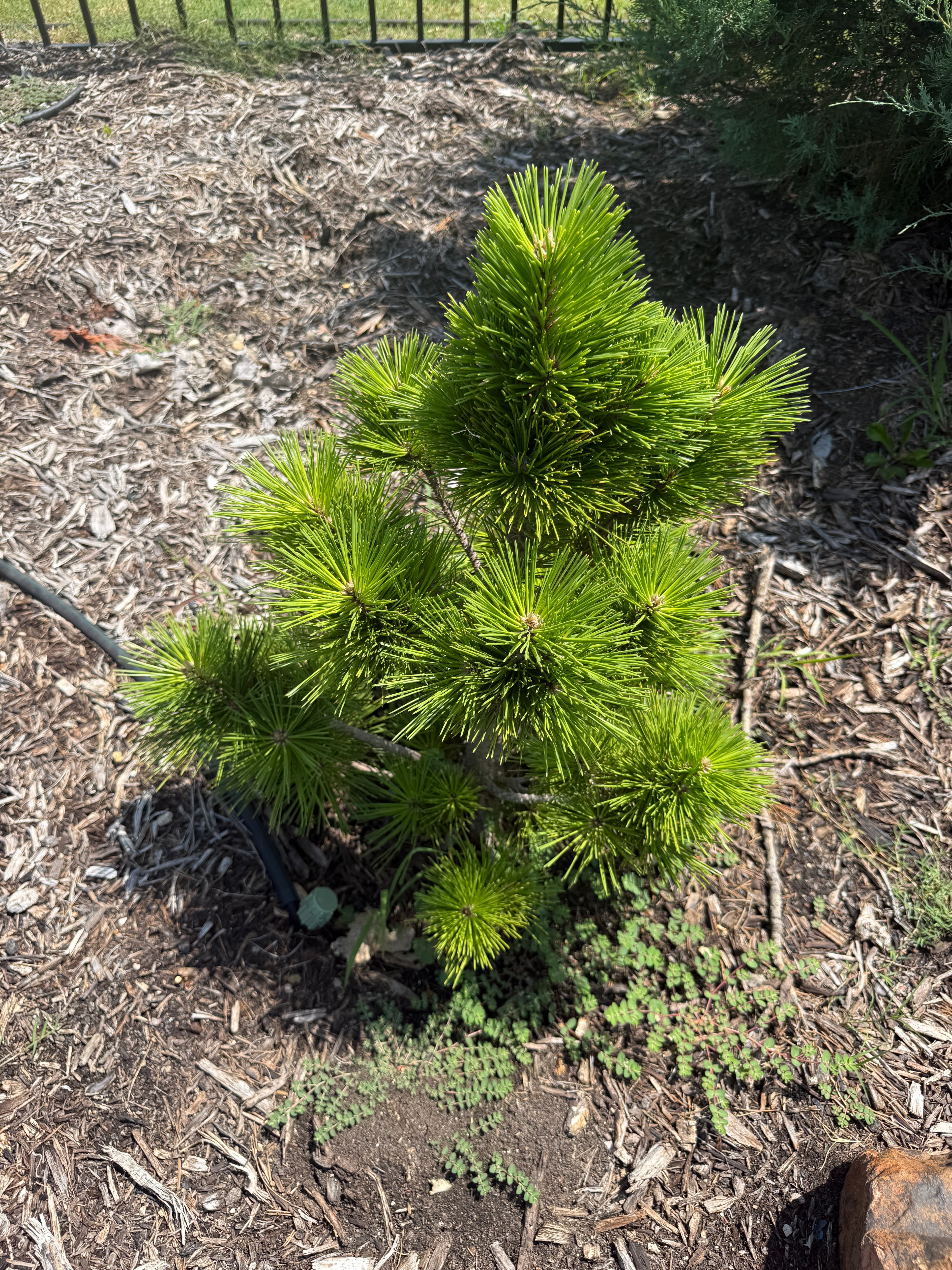 Pinus Thunbergii Thunderhead