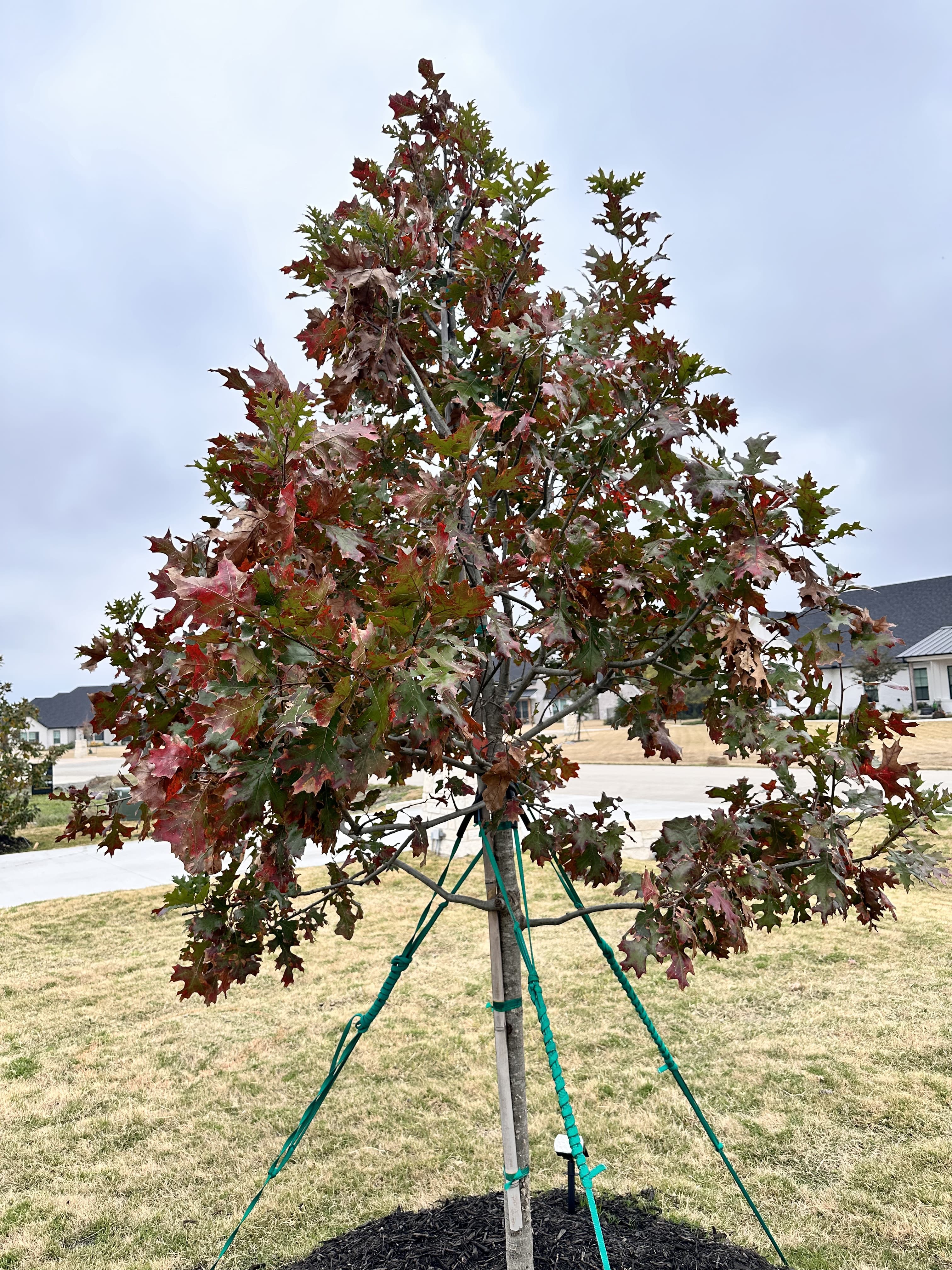 Shumard Oak