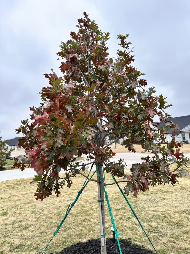 Shumard Oak - view 1