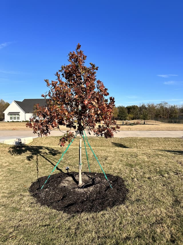 Shumard Oak - view 2