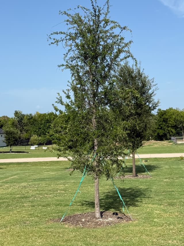 Southern Live Oak