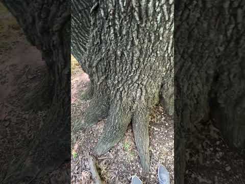 #massive #oaktree the Shumard oak #zone8b