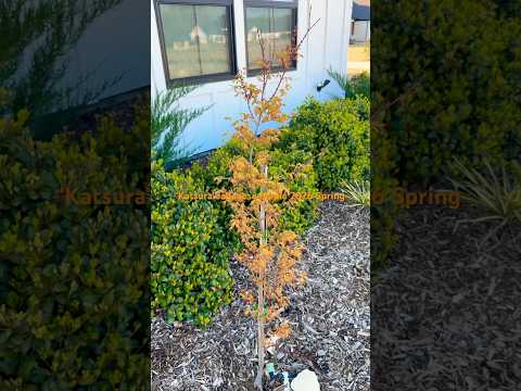 'Katsura' Japanese Maple #northtexasgardening #2yearsold