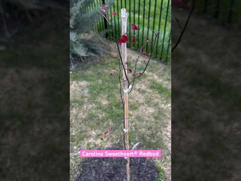 Carolina Sweetheart® Redbud #redbud #zone8b #claysoil