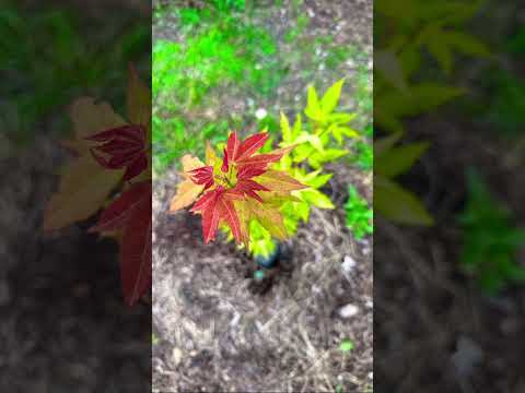 Hot blonde Japanese Maple #mrmaple #japanese maple for Texas #saphire