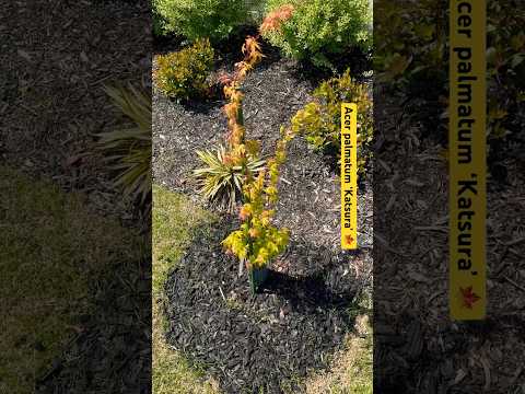 Acer palmatum ‘Katsura’ #japanesemaple