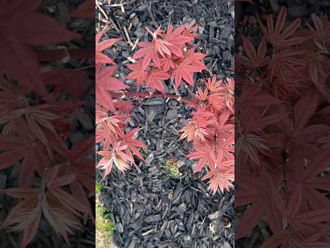 Acer palmatum 'Twombly's Red Sentinel' Red Columnar Japanese Maple | Zone 8B | Clay soil | Full Sun