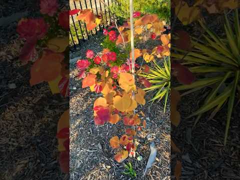 #redbud #spring2025  Red Bud in spring colors #gardening Hearts A'Fire, Rising Sun, Flamethrower