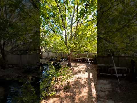 Fire Dragon™ Shantung Maple #metromaple #earlyfall