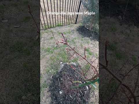 Orangeola Japanese Maple | Zone 8B | Spring 2024