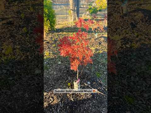 Summer Gold Japanese Maple #zone8b #partsun #mrmaple #northtexasgardening