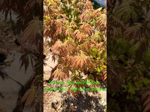 Bronze Age and Rhode Island Red Japanese Maple #northtexasgardening