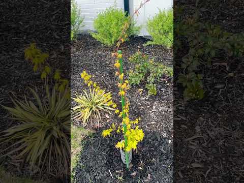 Katsura Japanese Maple | Spring 2024 | Zone 8B | clay soil | Full Sun