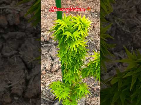 mikawa yatsubusa #japanesemaple #Spring2024 #zone8b #fullsun #claysoil #shorts