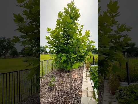 The Exclamation! London Planetree (Platanus acerifolia 'Morton Circle') #fastgrowingtrees