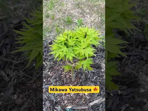 Acer palmatum 'Mikawa yatsubusa' Dwarf Japanese Maple #zone8b #claysoil  #japanesemaple