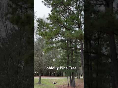 Loblolly Pine Tree