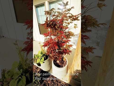Acer palmatum ‘Rhode Island Red’ Japanese Maple #zone8b #mapletree