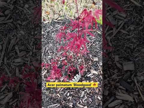 Acer palmatum 'Bloodgood' #japanesemaple #zone8b #claysoil