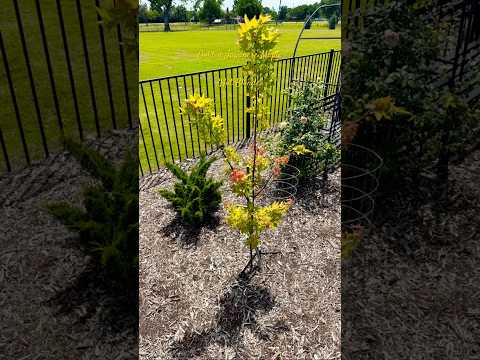 Acer oliverianum ‘Hot Blonde', Japanese maple in Texas garden #northtexasgardening