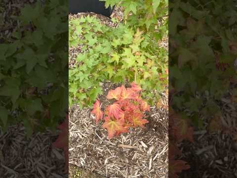 Acer truncatum 'Baby Dragon'  #northtexasgardening #spring2026