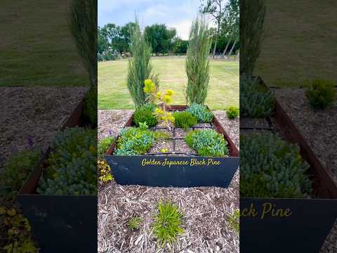 Golden Japanese Black Pine (Pinus thunbergii 'Ogon') #northtexasgardening