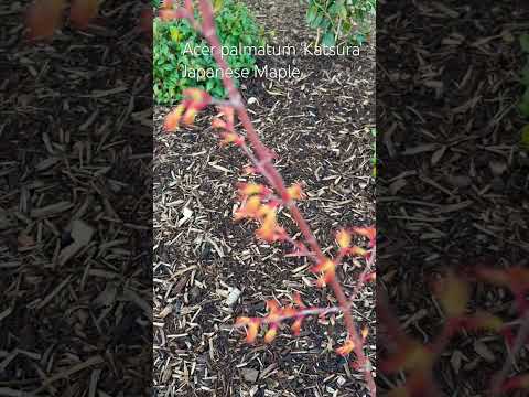 Acer palmatum 'Katsura' Japanese Maple | Zone8B
