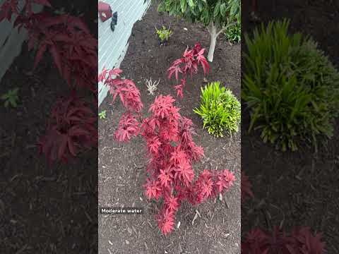 The Perfect Columnar Japanese Maple: 'Twombly's Red Sentinel' 🍁 #garden #northtexasgardening