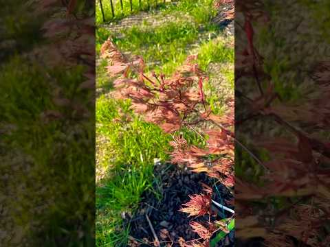 #Orangeola Weeping Laceleaf Japanese Maple Tree | Zone 8B | #claysoil #mrmaple