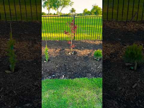 Pinus thunbergii Thunderhead | Purple Ghost Japanese Maple | Cedrus atlantica 'Glauca" #shorts #zen